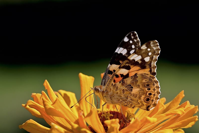 Butterfly Garden