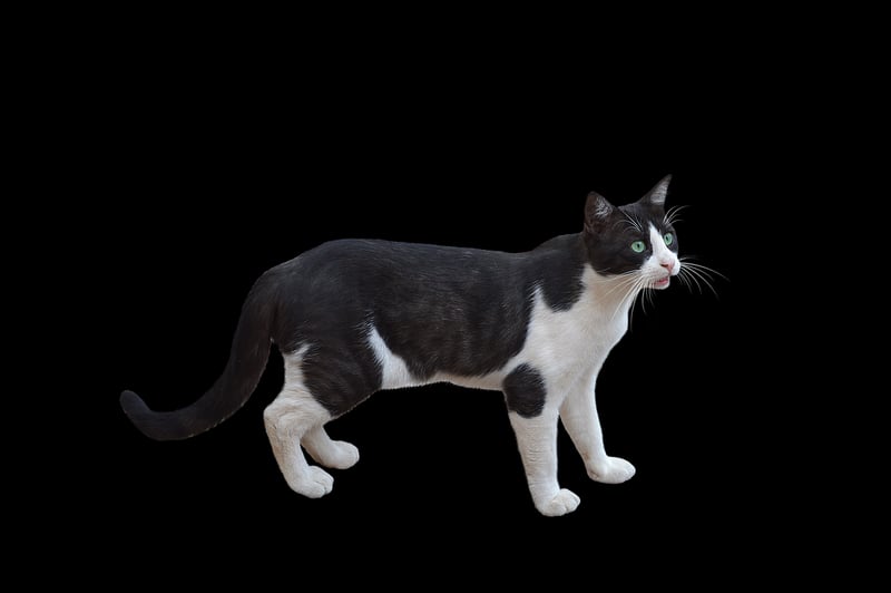 Mystical Cat