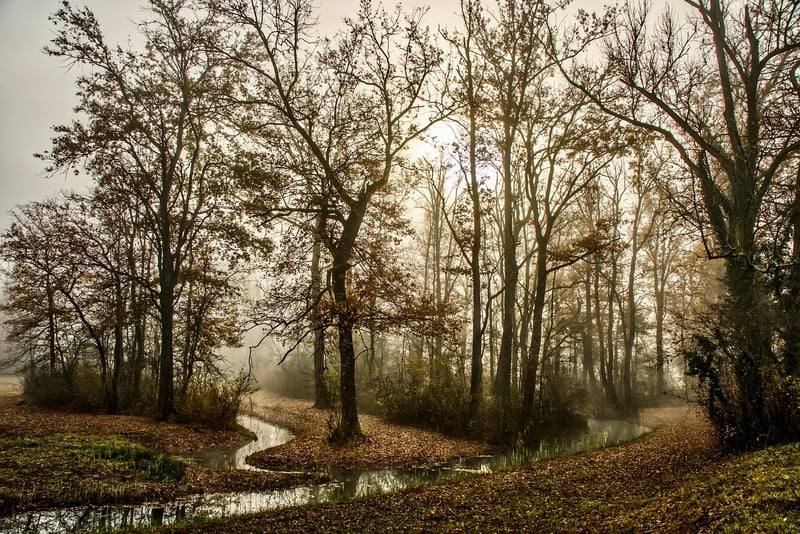 Enchanted Pathway