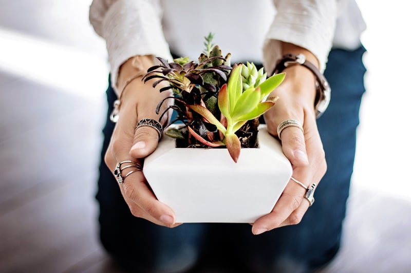Succulent Favor